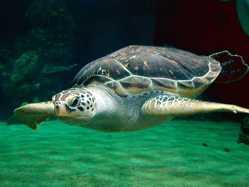 Various pictures of the Rotterdam Aquarium