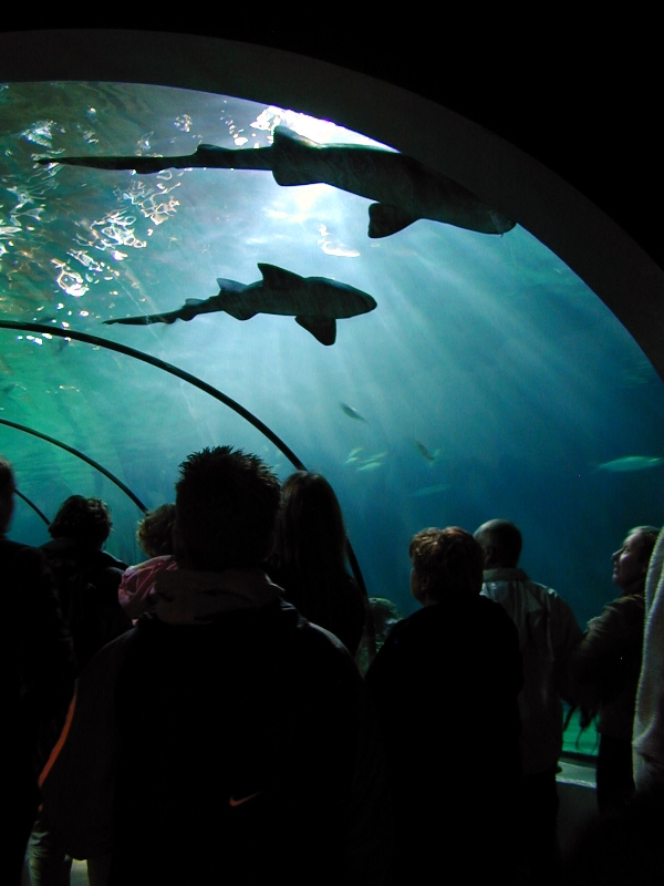 Various pictures of the Rotterdam Aquarium