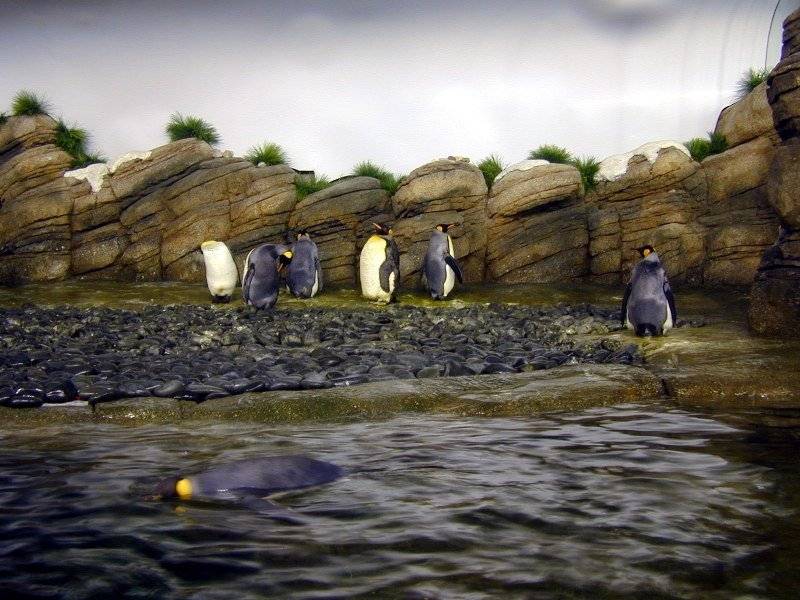 Various pictures of the Rotterdam Aquarium