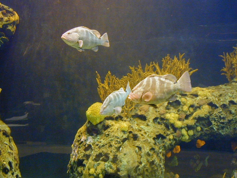 Various pictures of the Rotterdam Aquarium