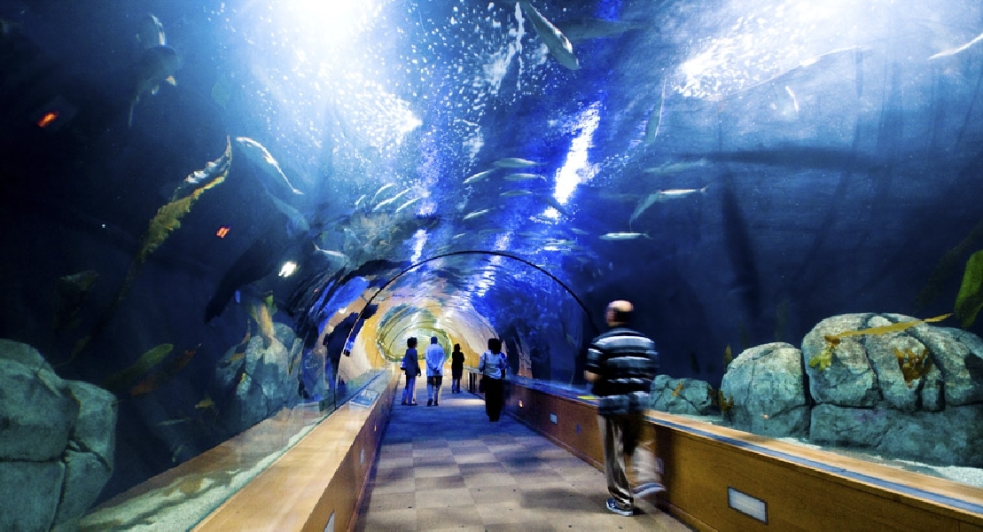 Various Pictures of Valencia Exhibits