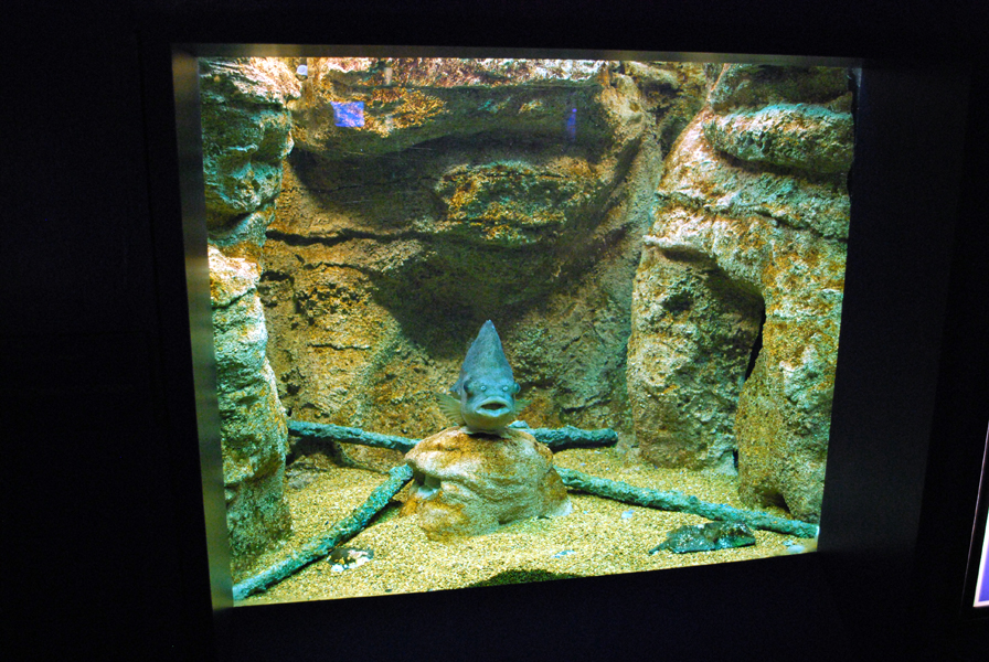 various pictures of Virginia Aquarium