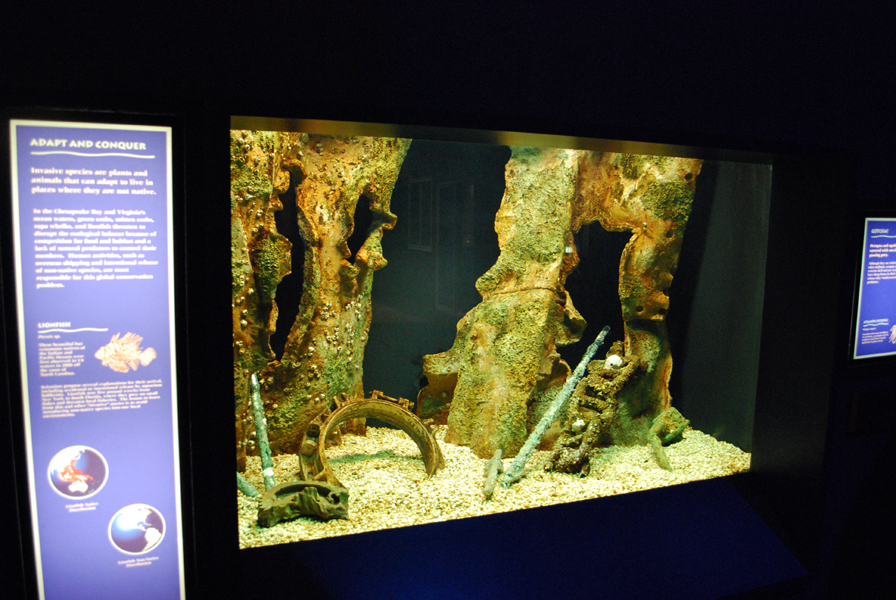 various pictures of Virginia Aquarium