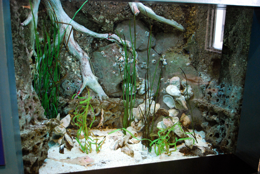 various pictures of Virginia Aquarium