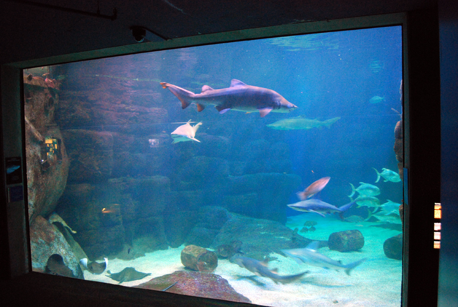 various pictures of Virginia Aquarium