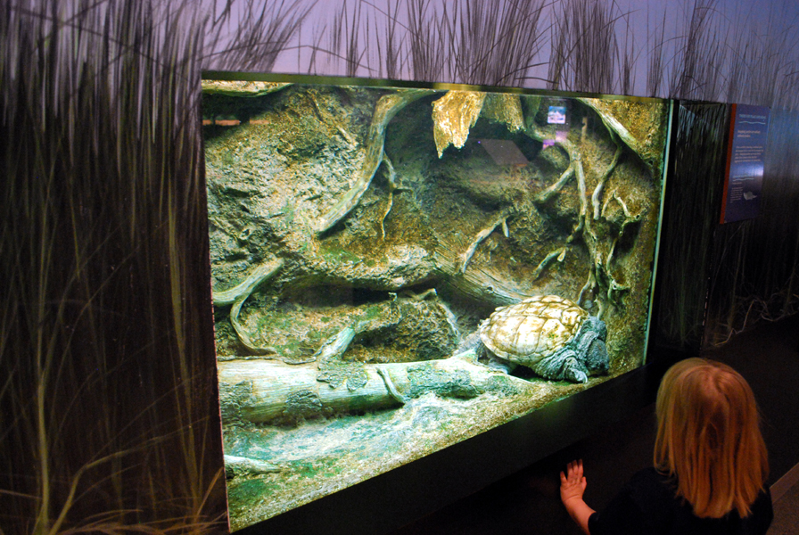 various pictures of Virginia Aquarium