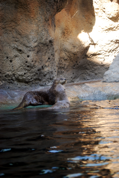 various pictures of Virginia Aquarium