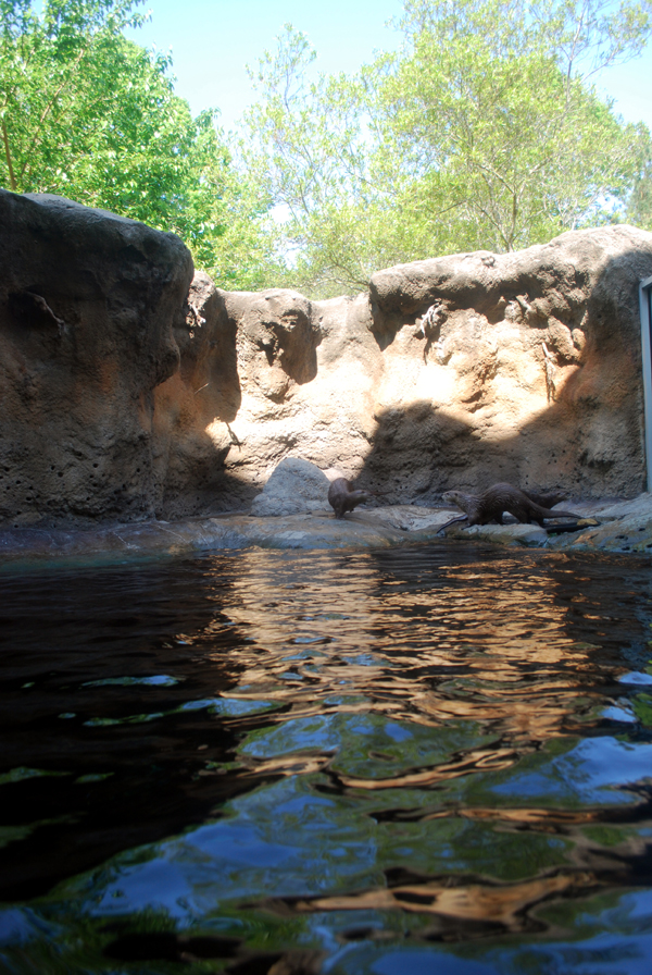 various pictures of Virginia Aquarium