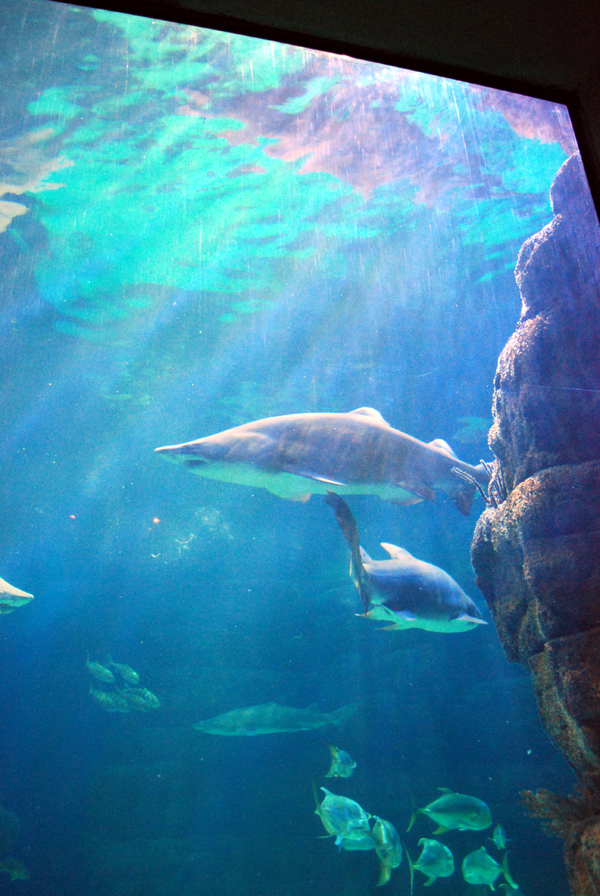 various pictures of Virginia Aquarium