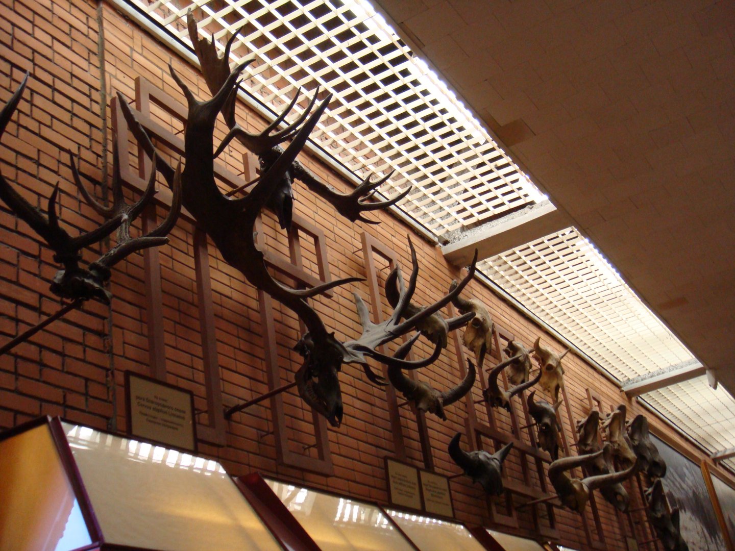 Various Pleistocene mammals' skulls