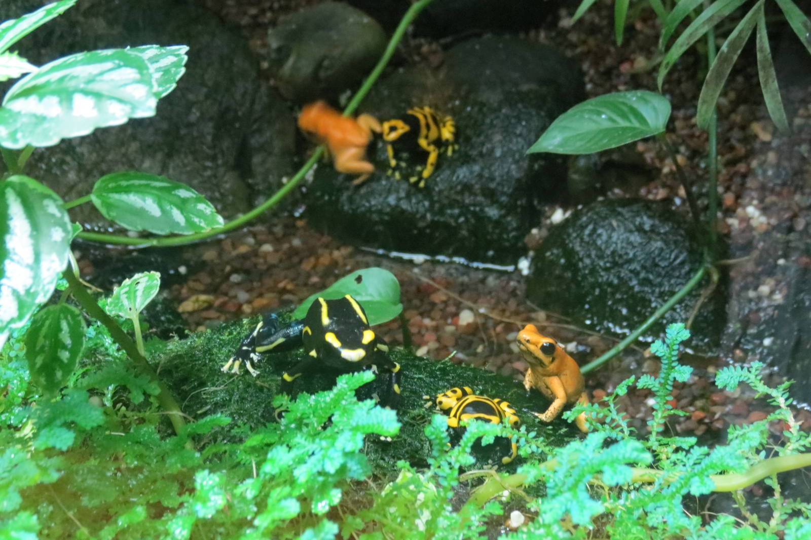 Various Poison Dart Frogs