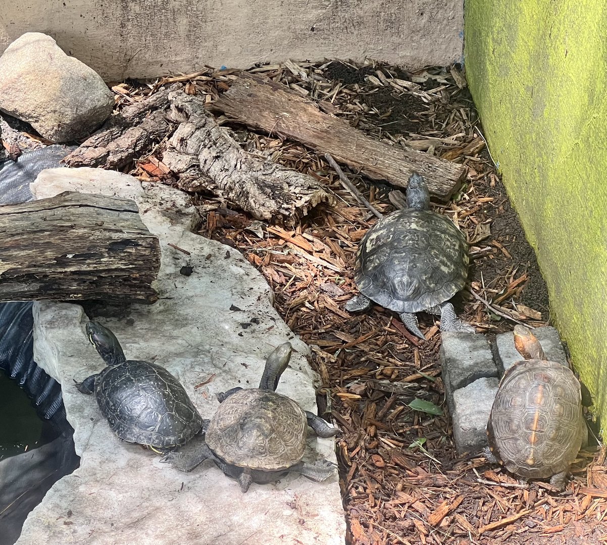 Various Pond Turtles and small Tortoise