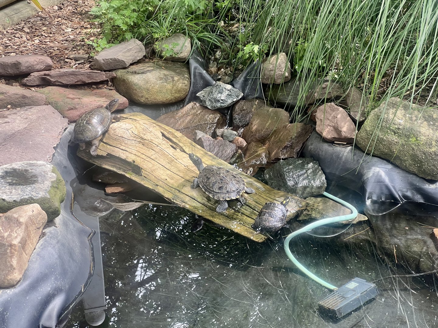 Various Pond Turtles