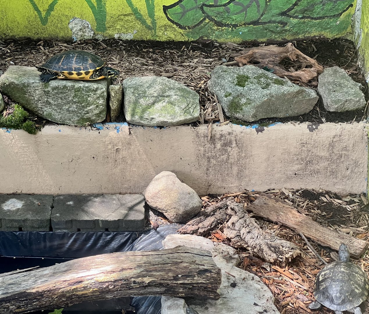 Various Pond Turtles