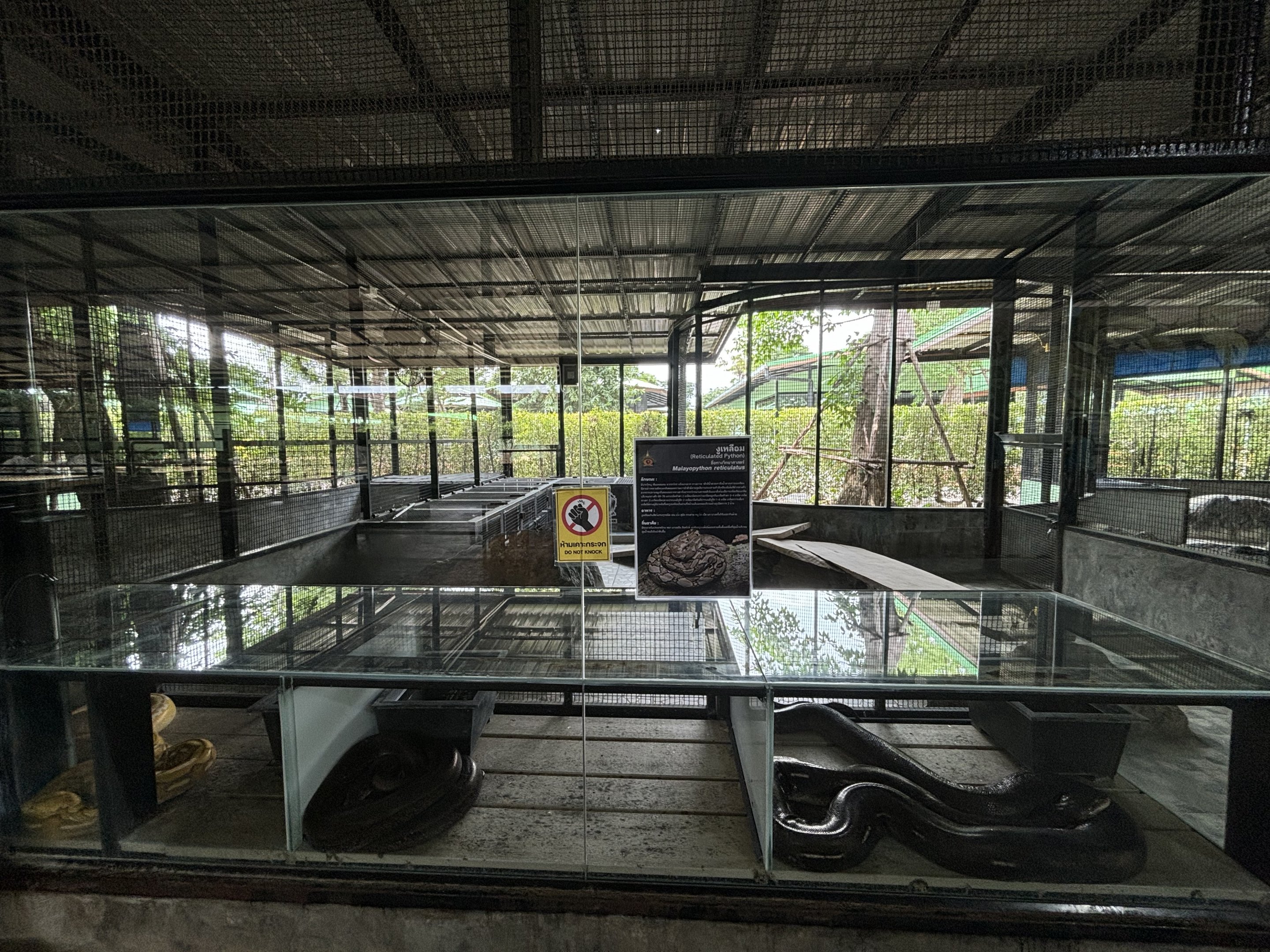 Various Python Tanks - Lion Park