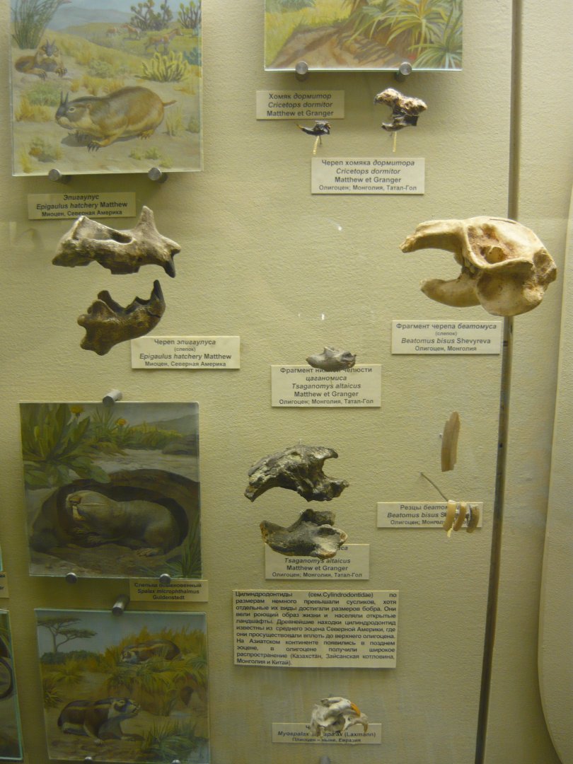 Various rodent fossils