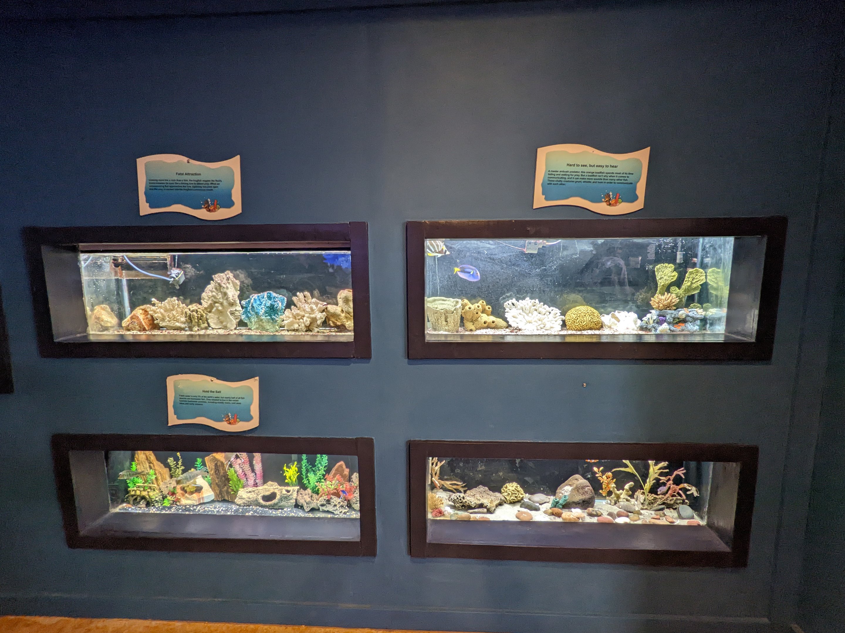 Various salt water fish tanks