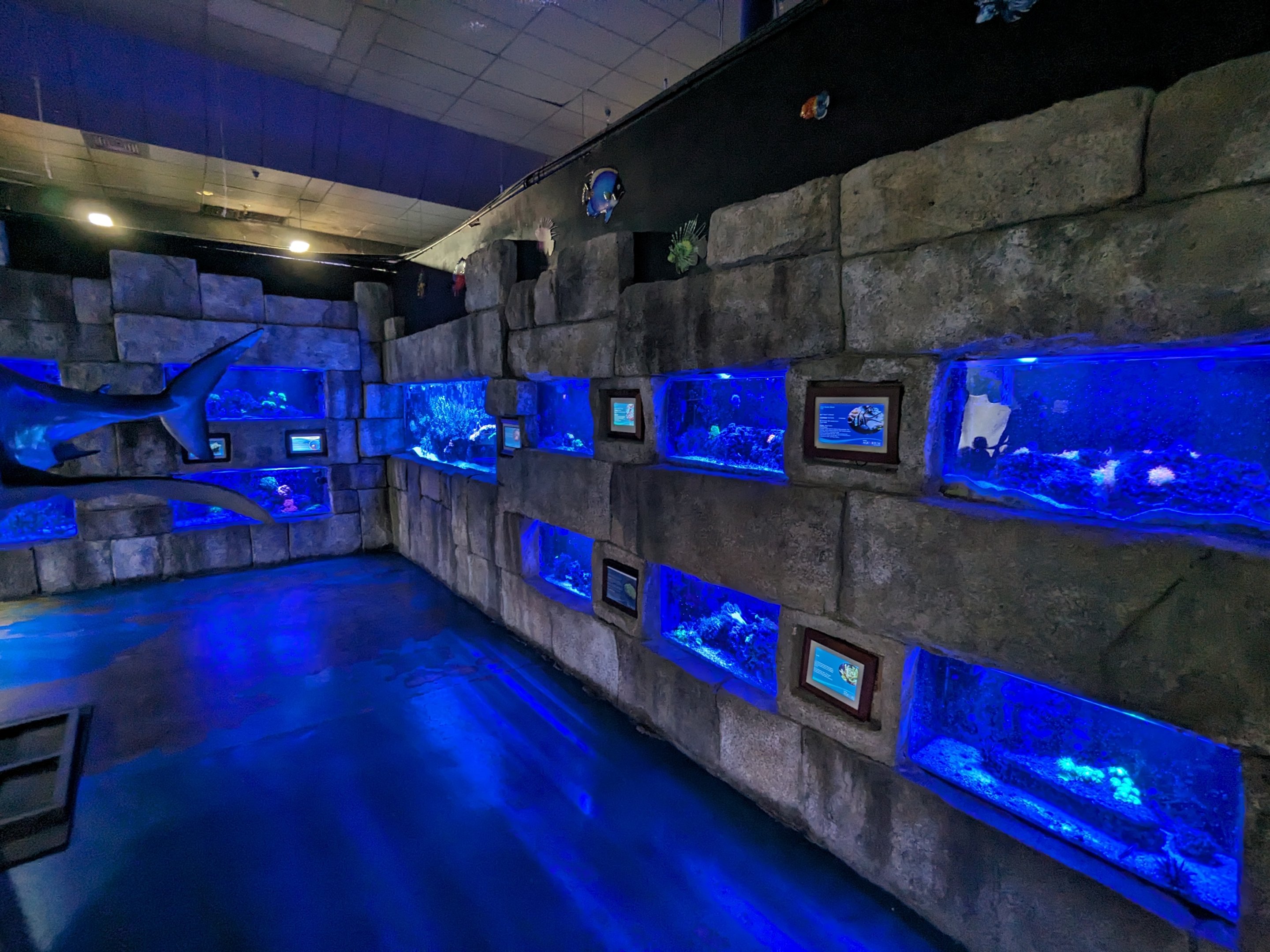 Various saltwater tanks