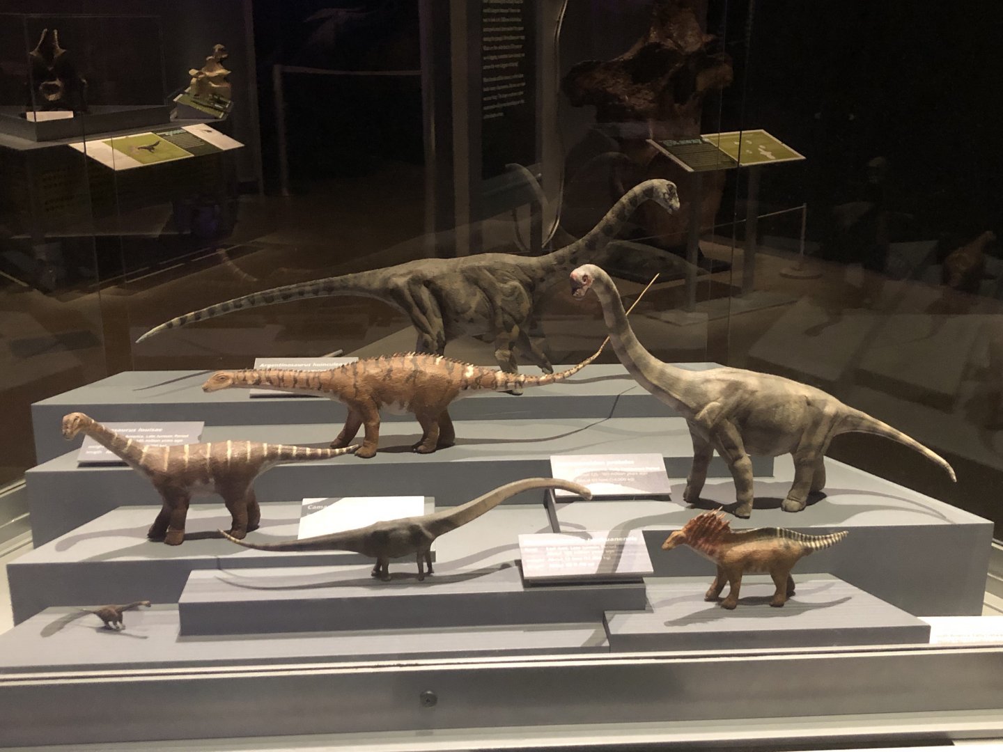 Various sauropod models (2% of actual adult size)