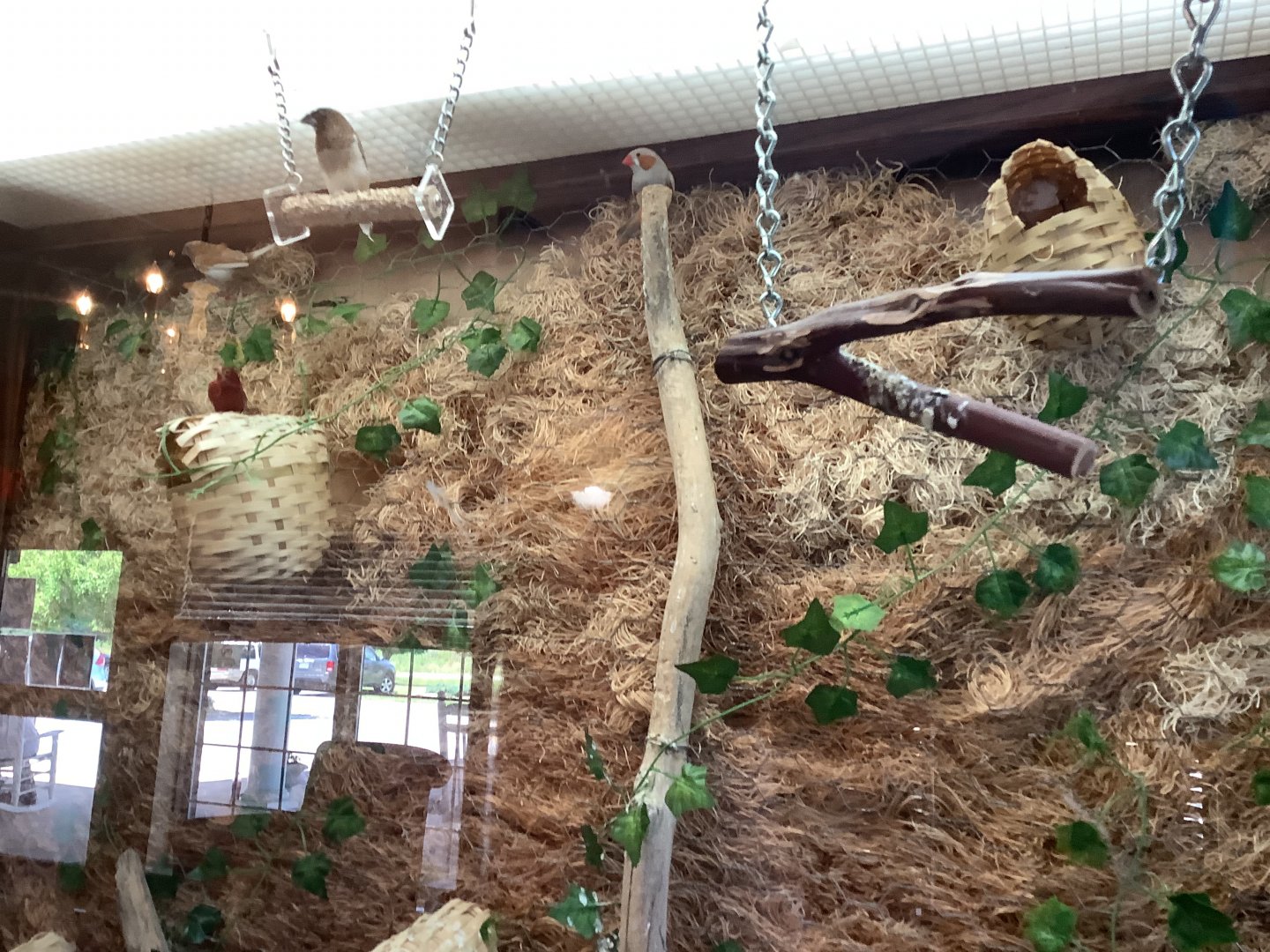 Various Songbird Species