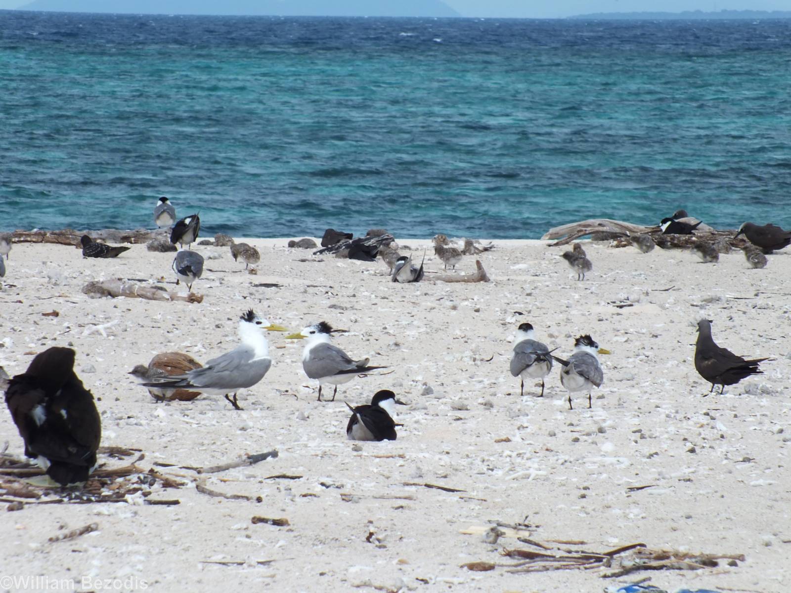 Various Terns