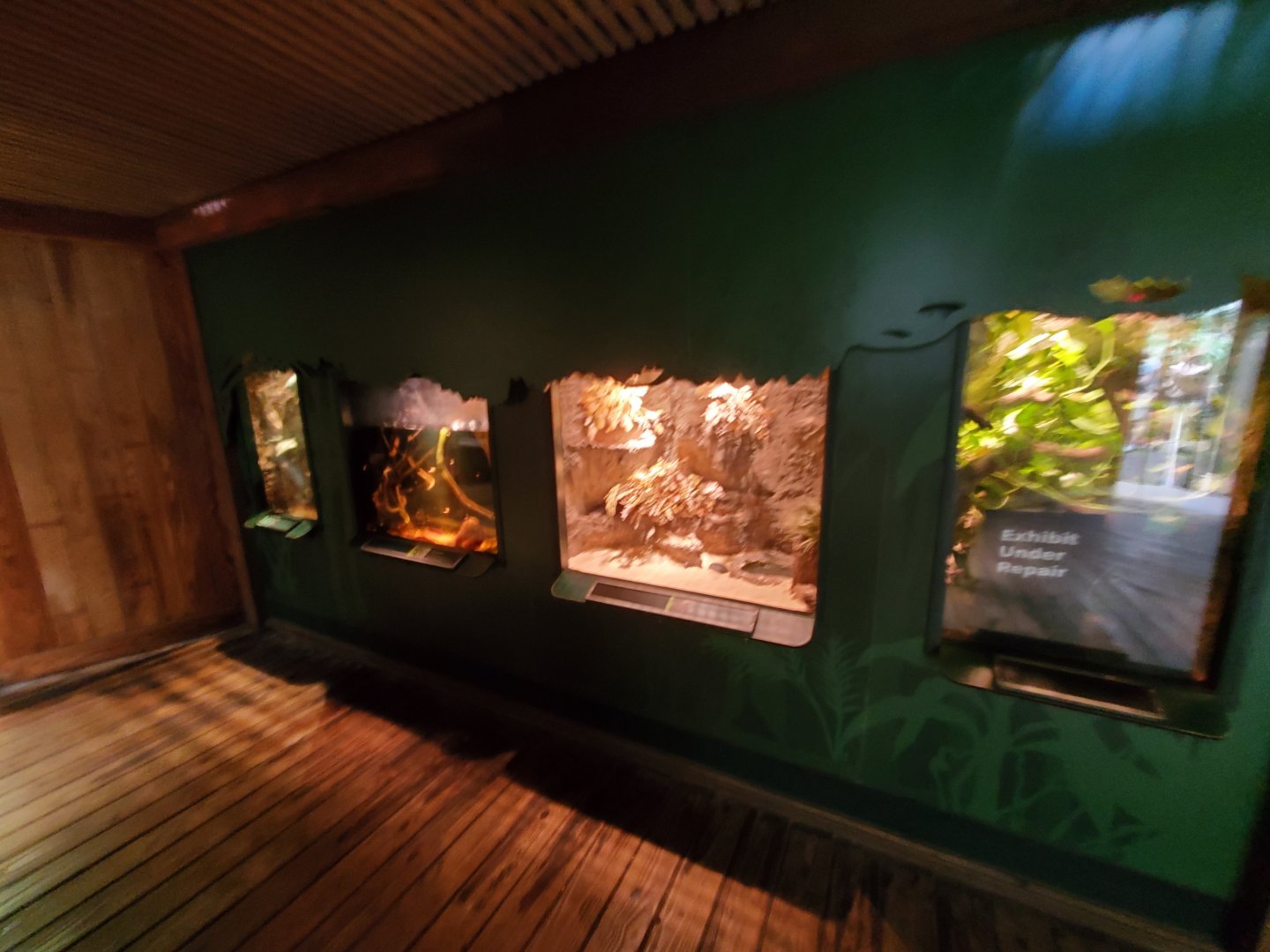 Various Terrariums - August 2021