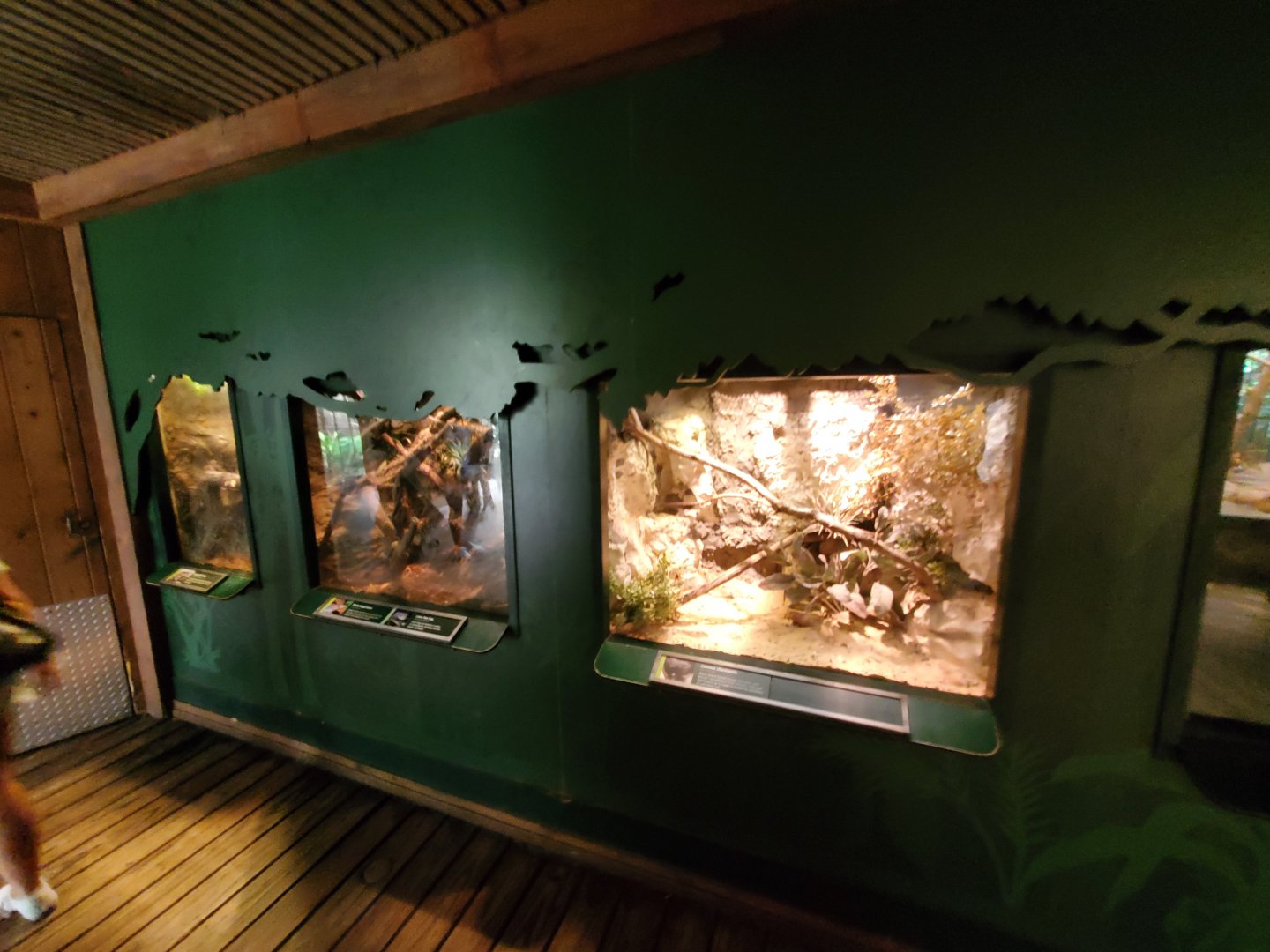 Various Terrariums - August 2021