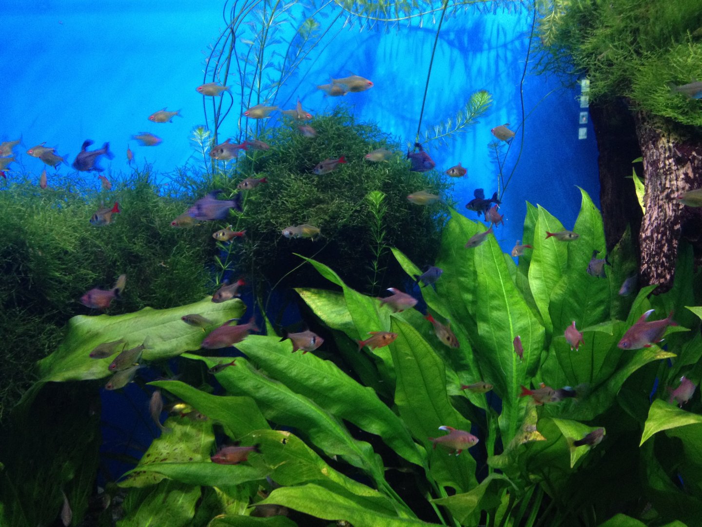 Various tetras