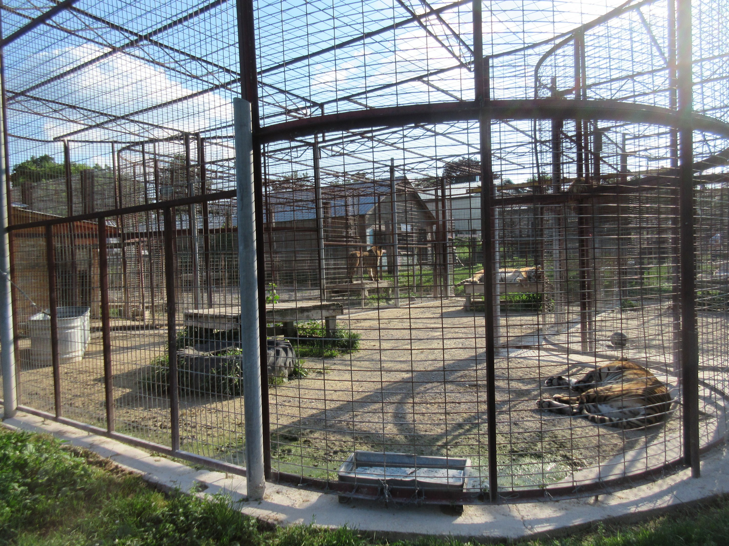 Various Tiger Exhibits