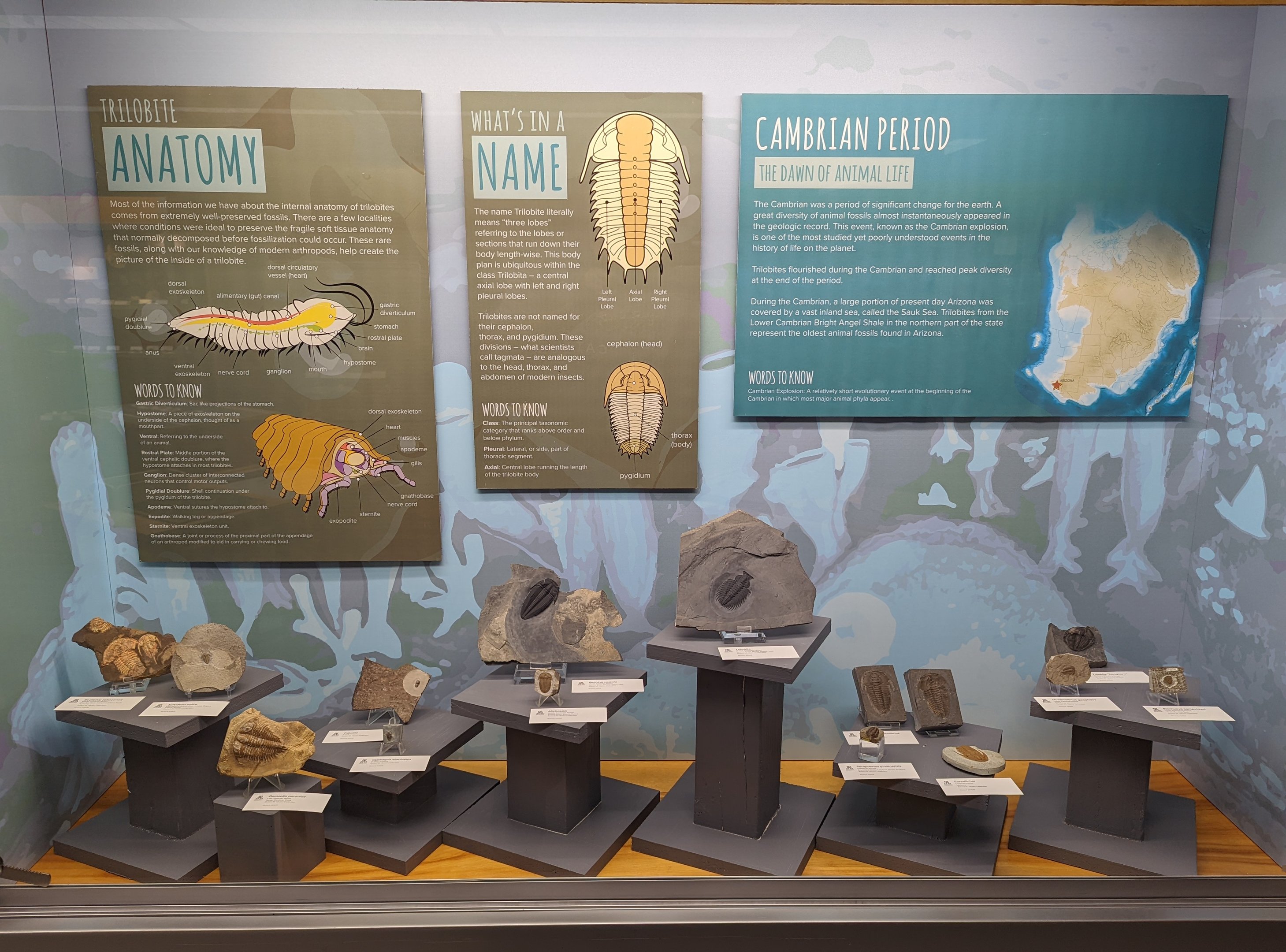 Various Trilobite Fossil Displays