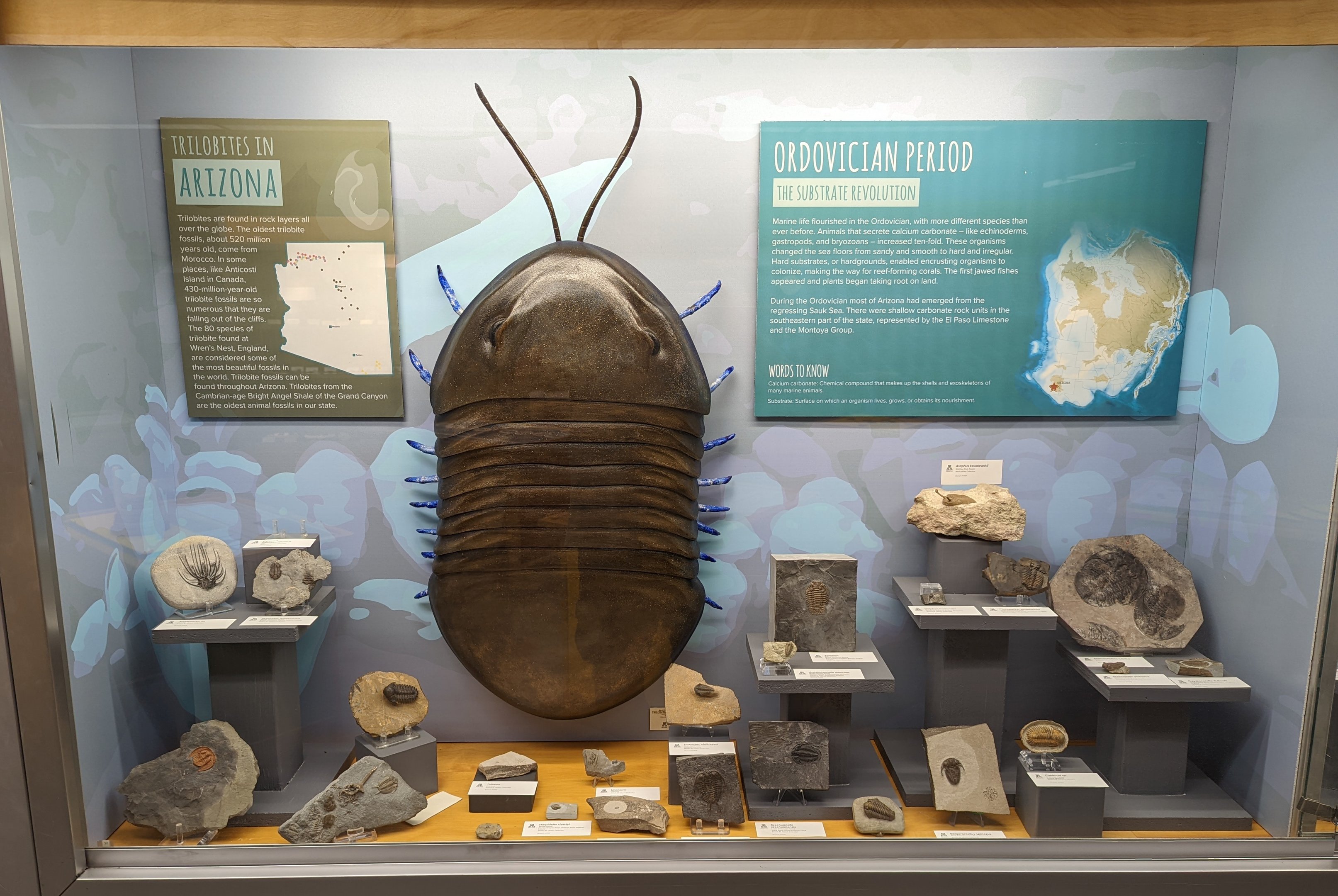 Various Trilobite Fossil Displays