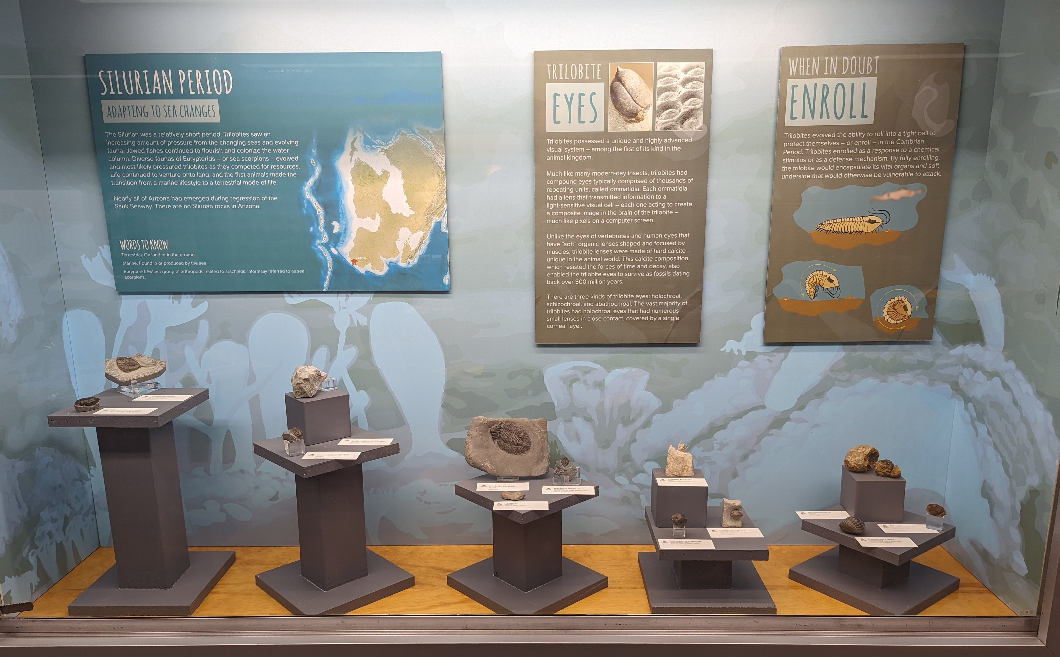 Various Trilobite Fossil Displays
