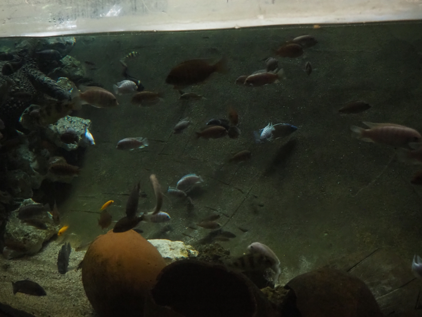 Various unsigned mbuna cichlids