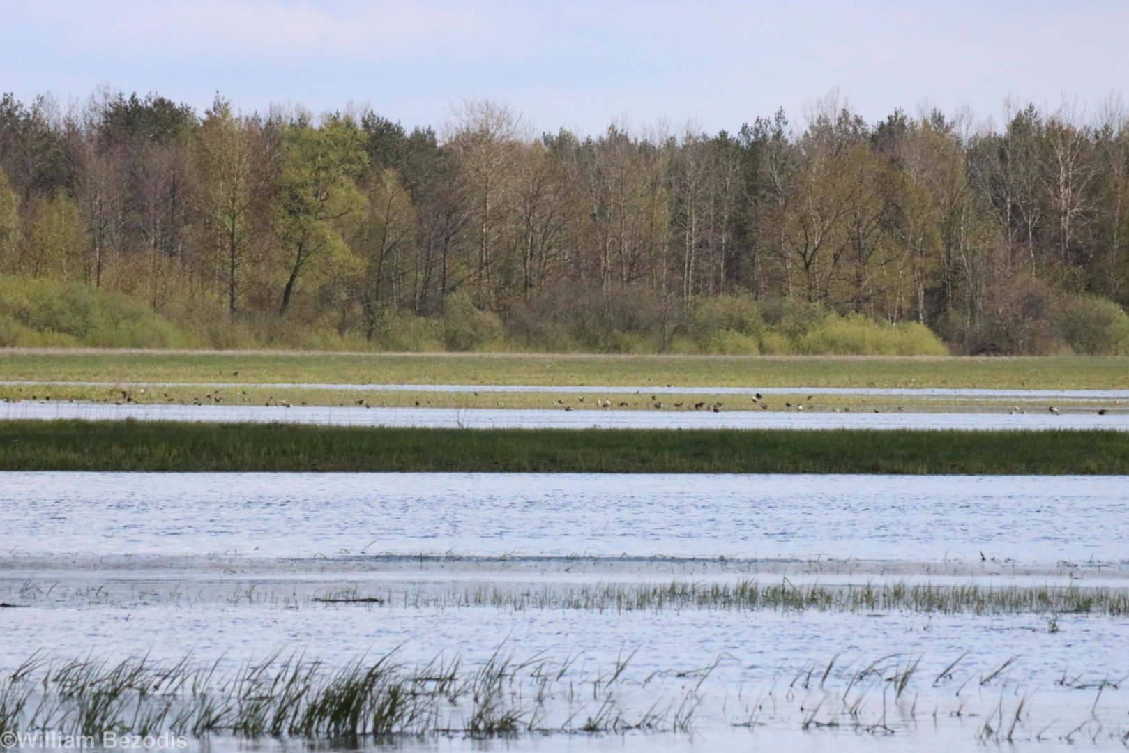Various Waders, Mostly Ruffs - Beibrza National Park