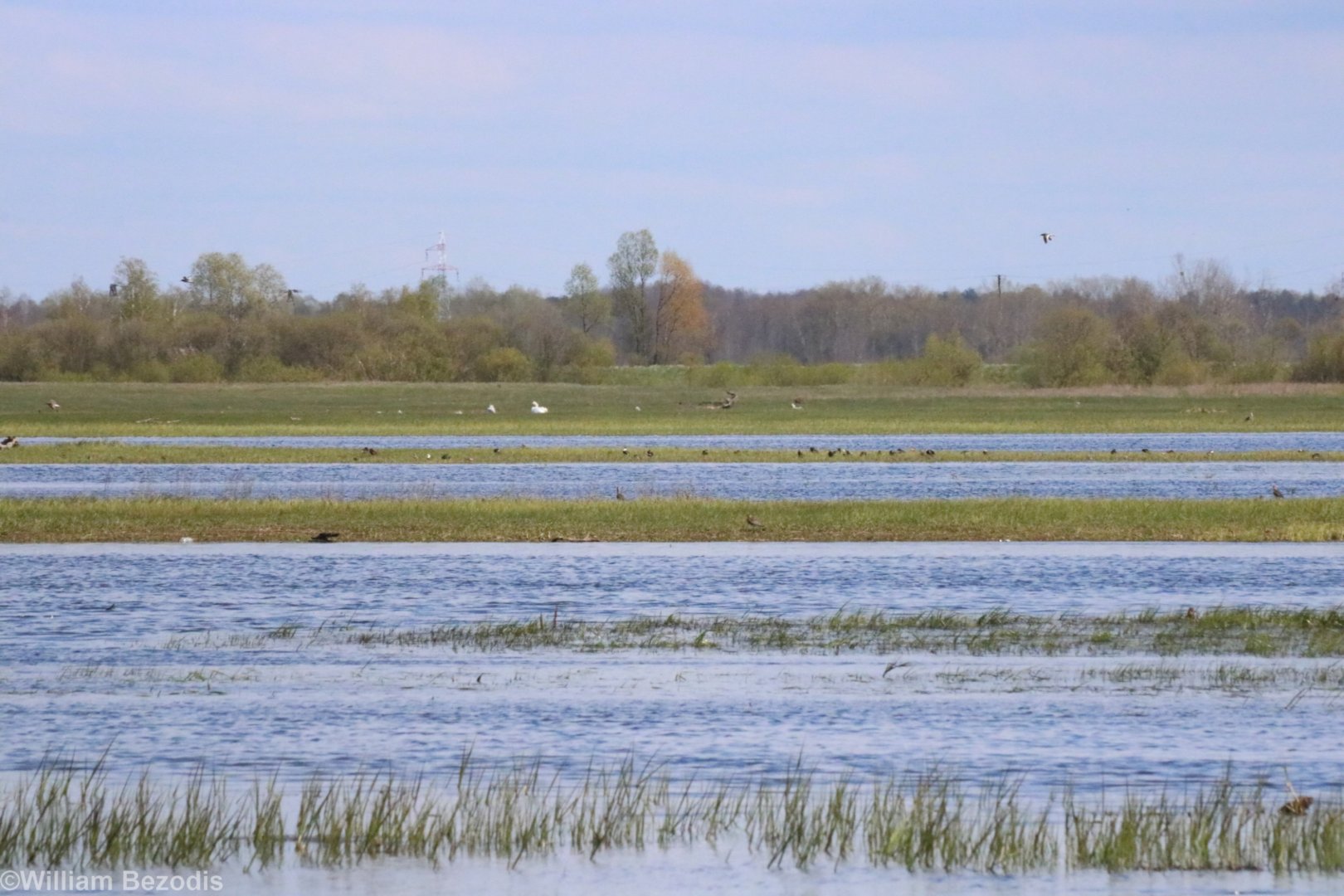 Various Waders, Mostly Ruffs - Beibrza National Park