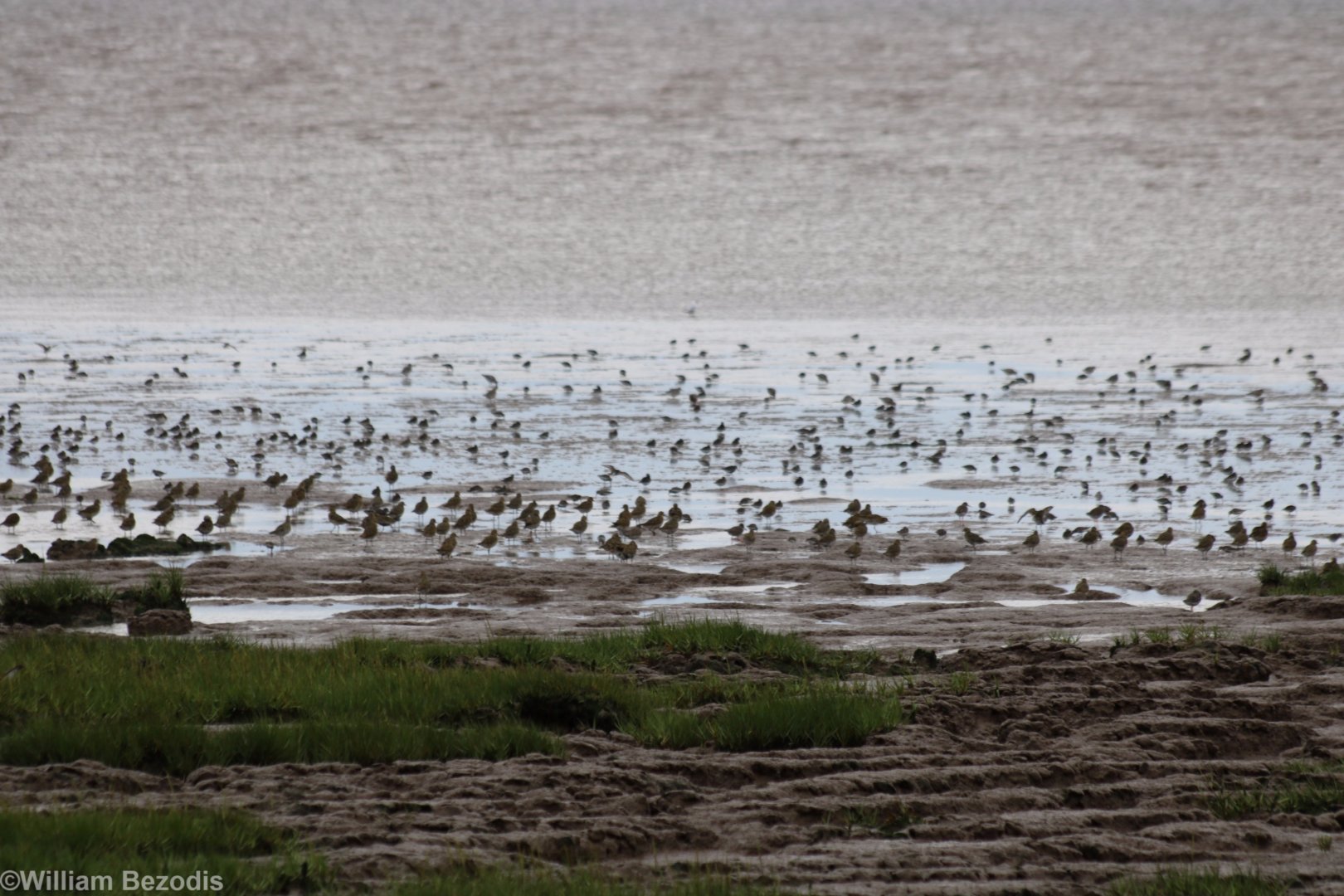 Various Waders - Spurn Head