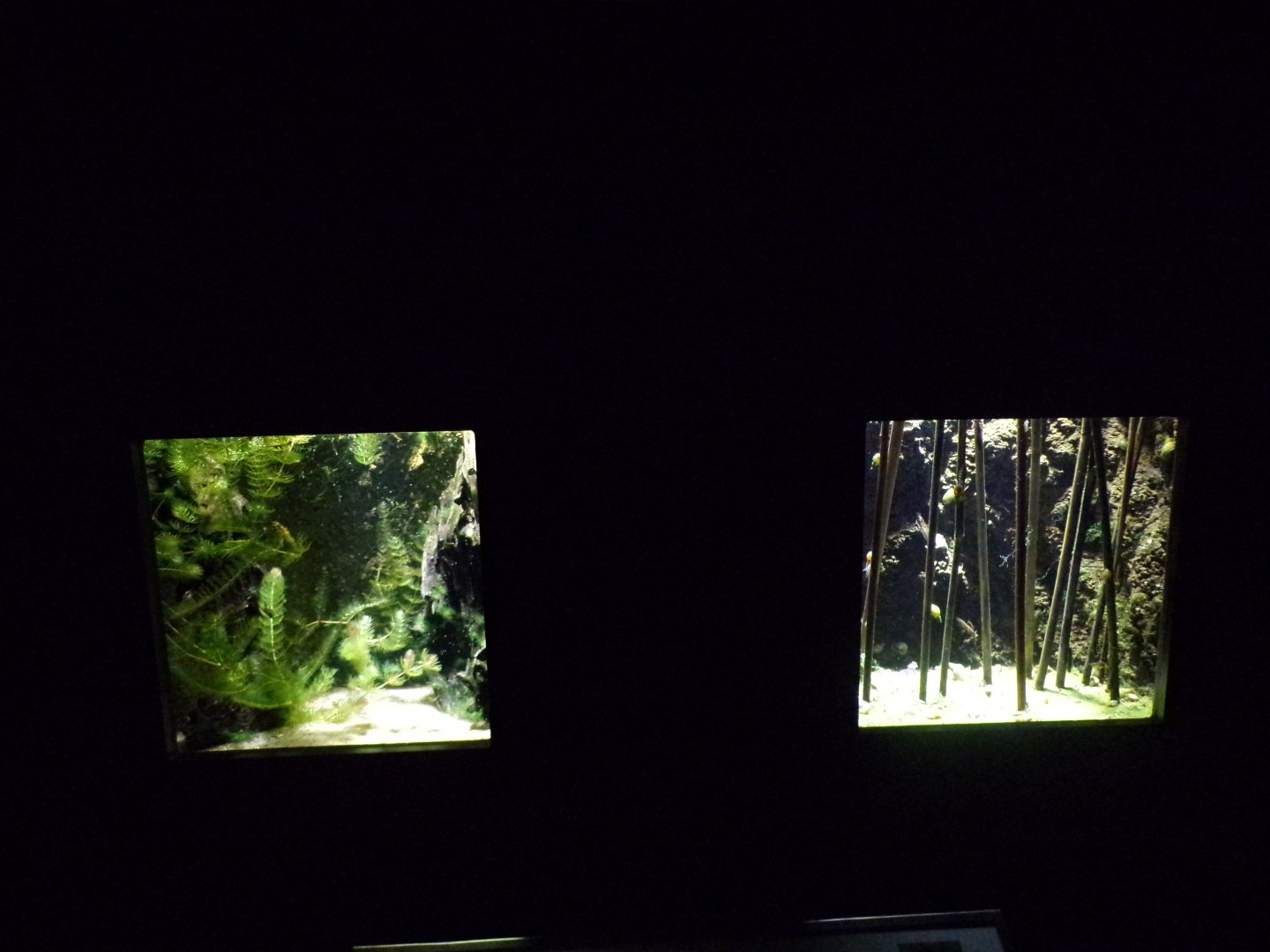 Various water insect tanks 9.7.25