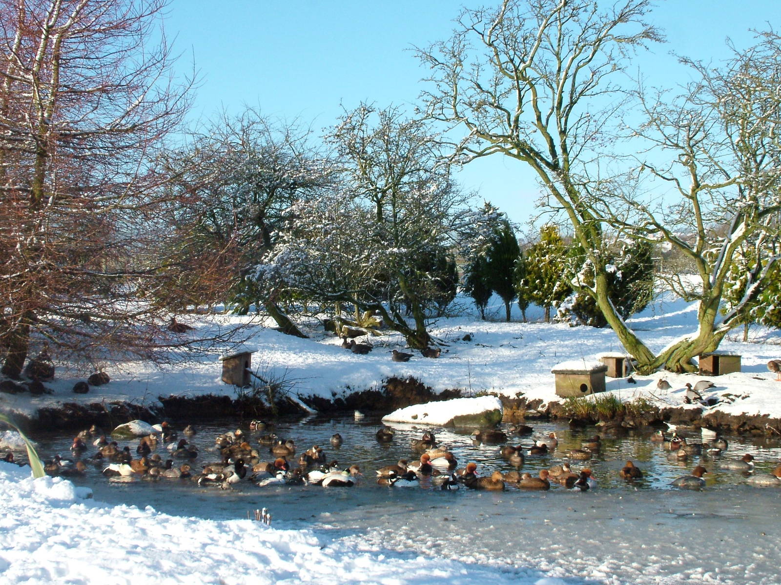 Various waterfowl, Blackbrook in the Snow, 03/01/10