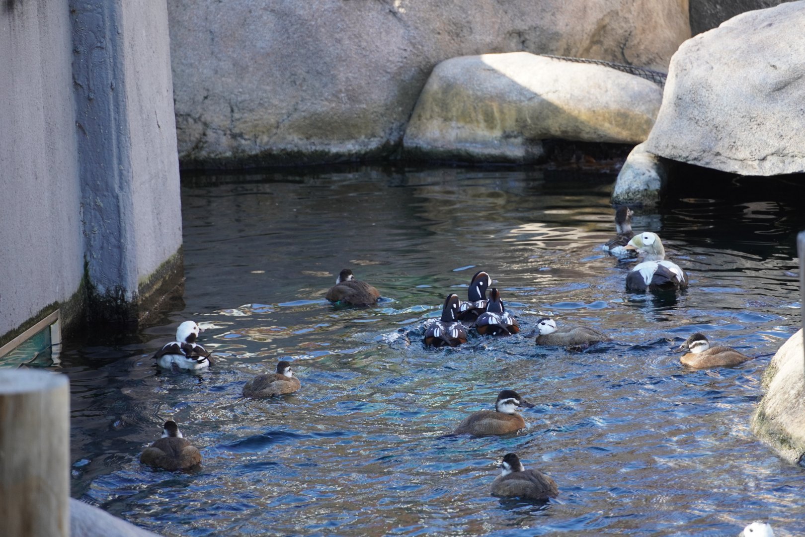 Various Waterfowl