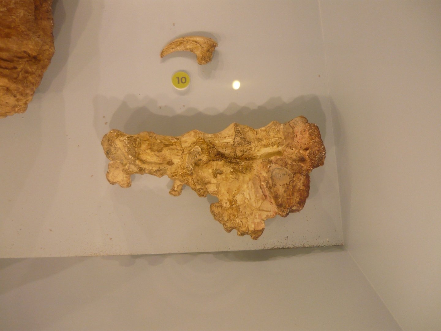 Variraptor mechinorum