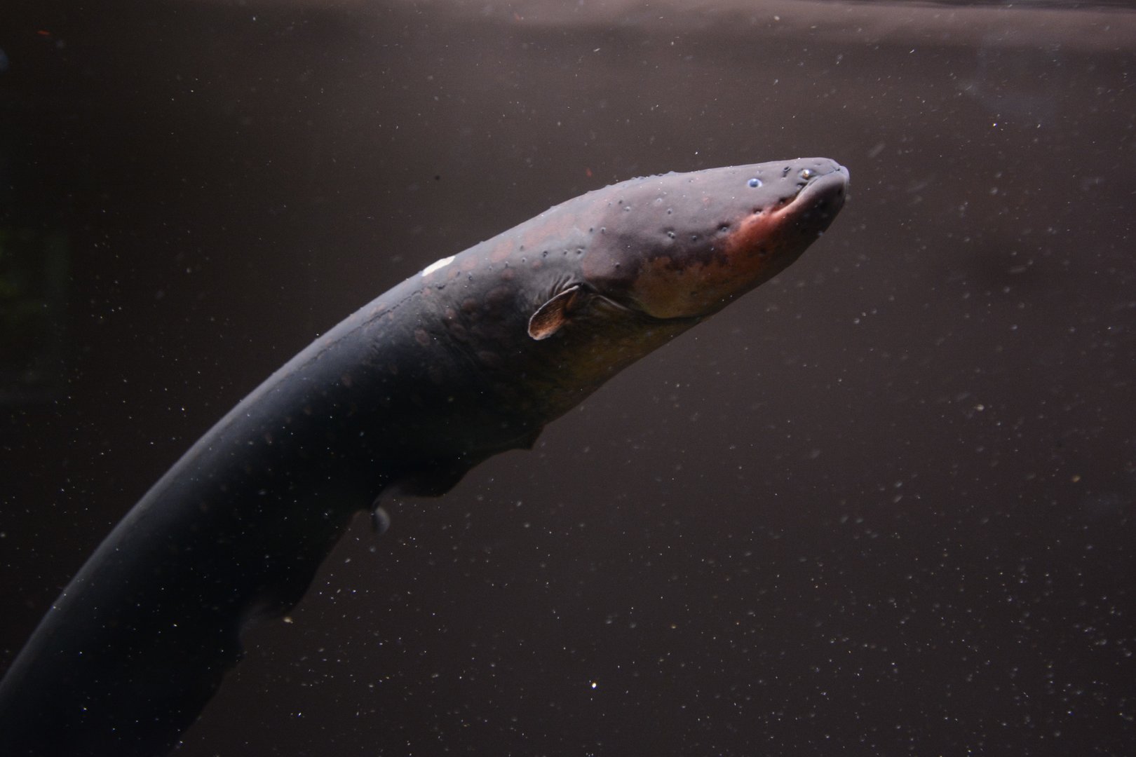 Vari's electric eel (Electrophorus varii)