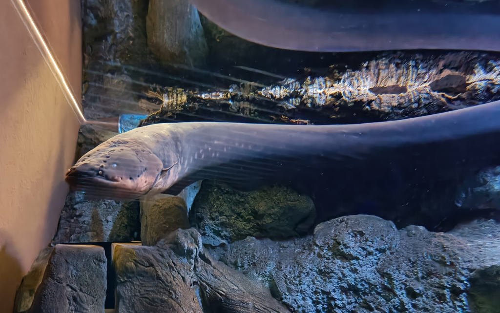 Vari's electric eel (Electrophorus varii)