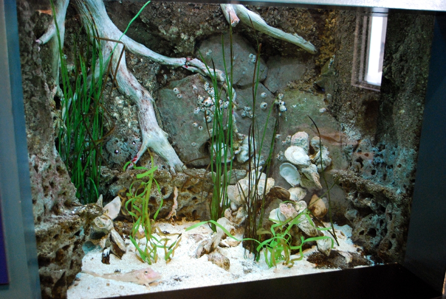 Varous pictures of VA