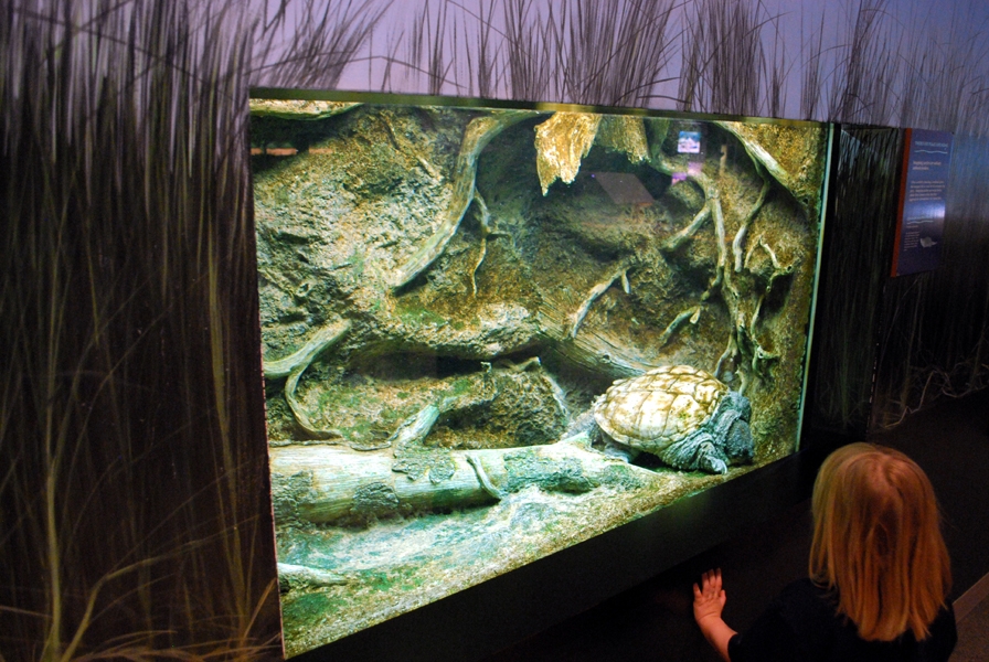 Varous pictures of VA