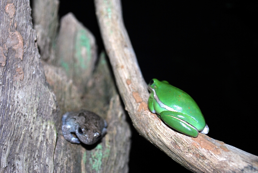 Varous pictures of VA