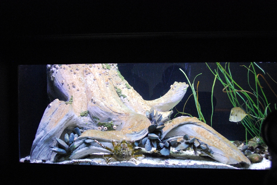 Varous pictures of VA