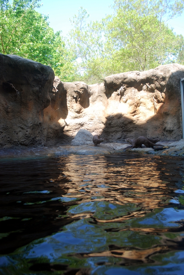 Varous pictures of VA