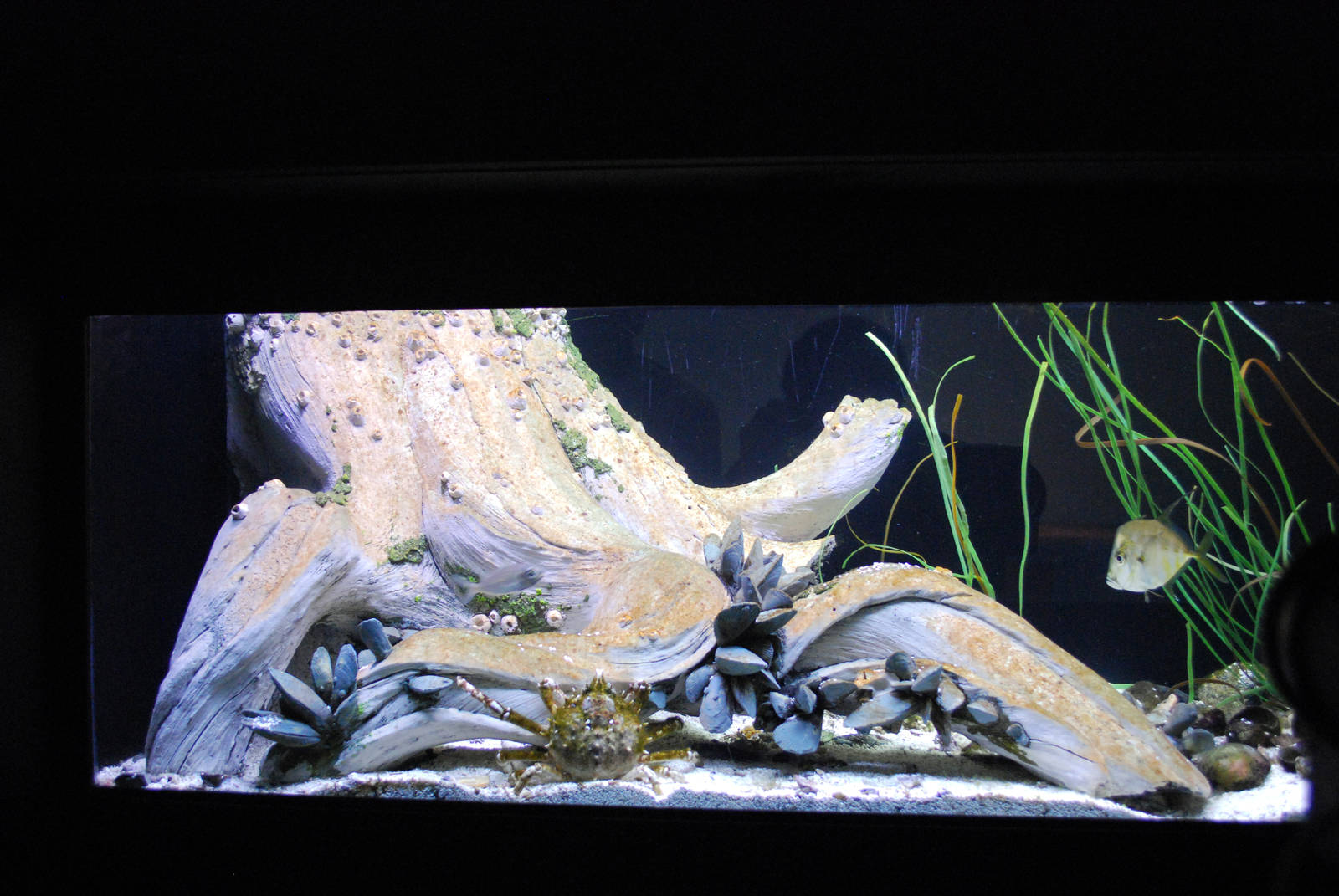 Varous pictures of VA