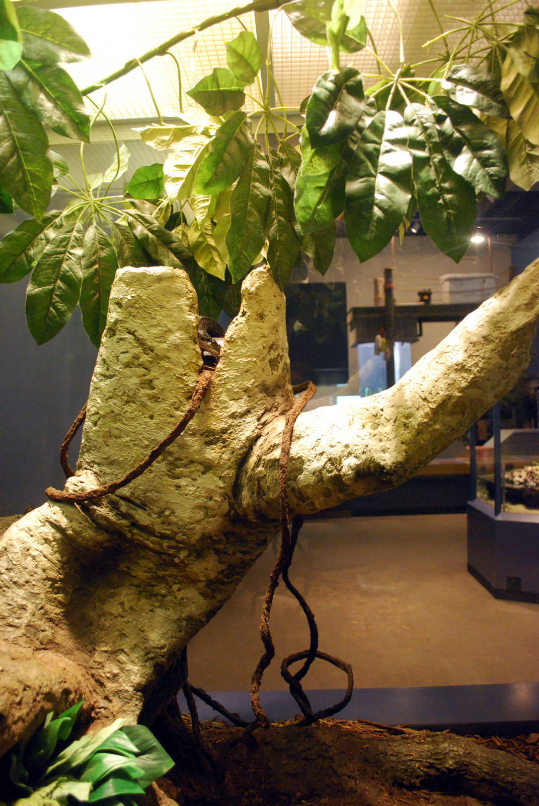 Varous pictures of VA