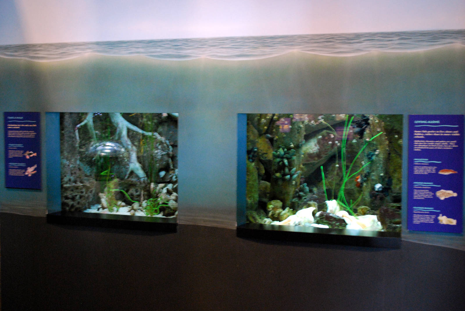 Varous pictures of VA